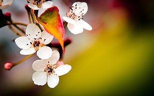 scenery of white Japanese Stewartia flower